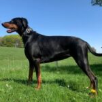 Cleo, a Lincs Dobermann Rescue Dog