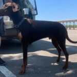 Nigel, a Lincs Dobermann Rescue Dog