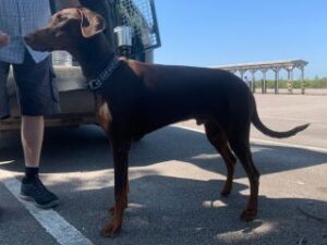 Nigel, a Lincs Dobermann Rescue Dog