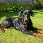 Reggie, a Lincs Dobermann Rescue Dog