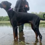 Zeus, a Lincs Dobermann Rescue Dog