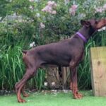 Digger, a Lincs Dobermann Rescue Dog
