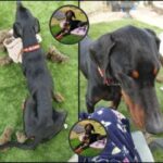 Rufus, a Lincs Dobermann Rescue Dog