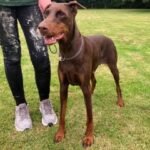 Sadie, a Lincs Dobermann Rescue Dog
