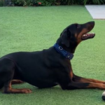 Nala, a Lincs Dobermann Rescue Dog