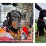 Rocco, a Lincs Dobermann Rescue Dog