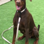 Roma, a Lincs Dobermann Rescue Dog