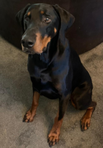 Jaxon, a Lincs Dobermann Rescue Dog