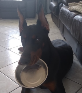 Molly, a Lincs Dobermann Rescue Dog