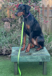 Roxi, a Lincs Dobermann Rescue Dog