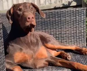 Ruby, a Lincs Dobermann Rescue Dog