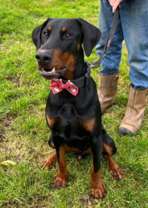 Douglas, a Lincs Dobermann Rescue Dog