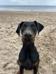 Kenzo, a Lincs Dobermann Rescue Dog